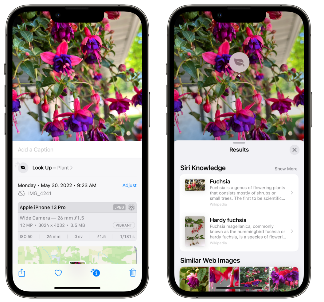 玉门苹果手机维修分享小技巧：使用 iPhone 相机识别花卉植物 